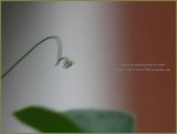 by Heli Aarniranta