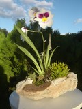 by Pedra Viva mini jardins
