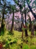 by Ropati Leaso-Cobb