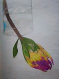 by Siviwe Honobroke Mashiyi