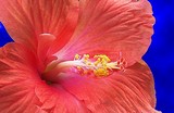 by Maureen Santina