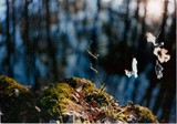 by Kristof Corvinus
