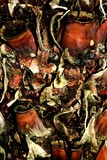 by Joseph Aprile
