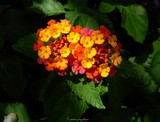 by Joanna Jungjohann