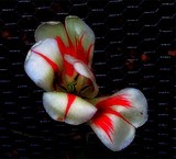 by Gabrielle Marie