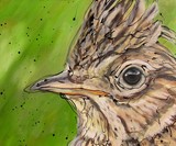 by Erlinde Ufkes Stephanus