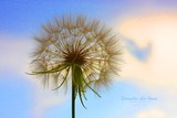 by Sharron Lee