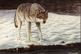 by Damon Holter