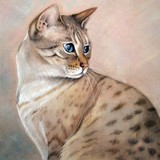 by Hazel Middlemas