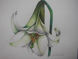 by Lisa Luchia Stocks