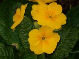 by Marie josé LAURIER
