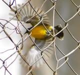 by Marie josé LAURIER