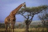 by Terry Williamson
