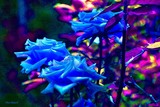 by Nira Dabush