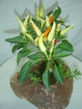 by Pedra Viva mini jardins