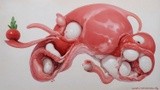 by Krahl D'Opilarys