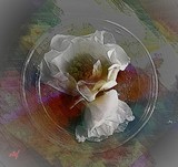 by Stefani Wehner