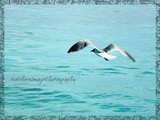 by Janeth K Cyr