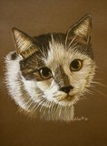 by Zile 