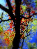 by Wendy Figg
