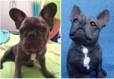 by Custom Pet Sculptures by Circe