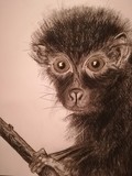 by Silvija Golub 