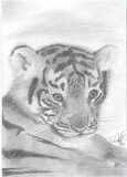 by Nienke van Zutphen