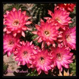 by Nira Dabush
