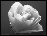 by DEE JOBES PHOTOGRAPHY