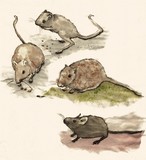 by Toshiko Takada