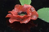 by Bonnie Newton