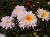 by mary Dawson 