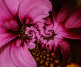 by Chris Summerville