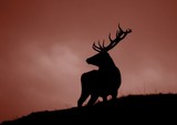by Ranald Dods