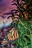 by Jackee Swinson