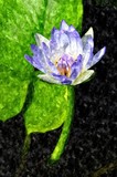 by Anuradha Sandeepika