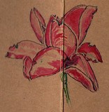 by Dana Koffenberger