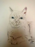 by Ariella Belau