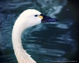 by Kimberly Tilley