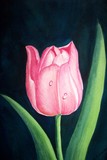 by Tanya Antimirova