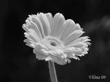 by Vilma Rohena