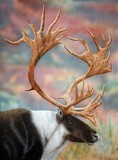 by Kathie Miller