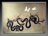 by announi abdelali