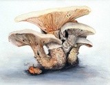 by Jane Pieriboni