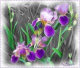 by Jill Davis