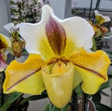 by marie-claire gallet