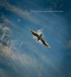 by Chrissy Gibbs