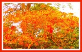 by Gaur Gour