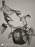 by Anu Radha