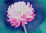 by Nancy Woolweber